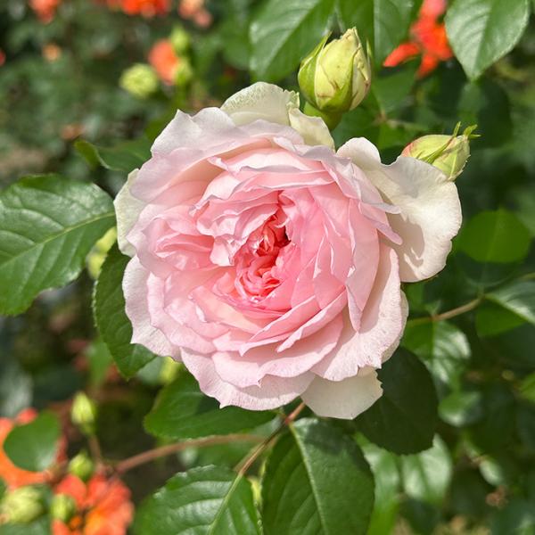 予約販売 バラ苗 バラ大苗 ロサ オリエンティス フランシスバーネット