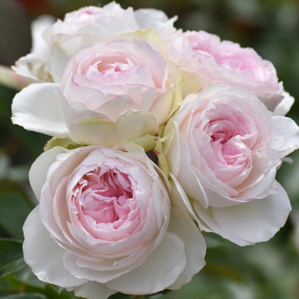 flower-net_z220514006