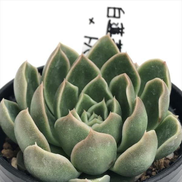 ♥️16 白蓮華×デレッセーナ／O's PLANTS オーズさん苗 多肉植物 多肉植物 O'sエケベリア 白蓮華×デレッセーナ O's PLANTS オーズ