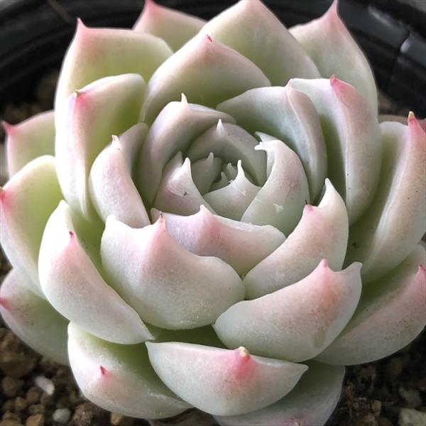 日本花キ流通 多肉植物 hmエケベリア アルバビューティー 多肉植物