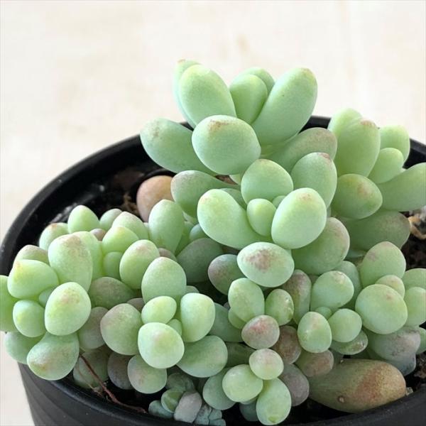 日本花キ流通 多肉植物 hmセダム ばらまきトレレアシー 多肉植物
