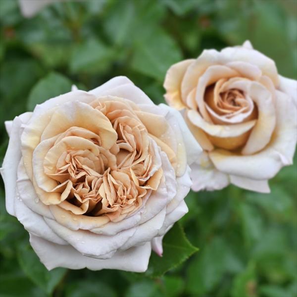 【IANTH】 ローズボウル【シルバープレート】薔薇のレリーフ 大きめ 花器 IANTH】 ローズボウル【シルバープレート】薔薇のレリーフ 大きめ 花器