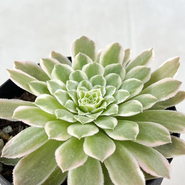 日本花キ流通 多肉植物 caアエオニウム エメラルドアイス アエオニウム