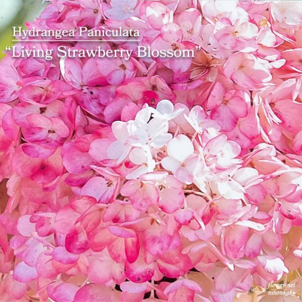 【商品説明】ノリウツギはアジサイの仲間ですが、円錐形の花序（花房）をもつため開花時の趣は一般のアジサイと少し異なります。開花期もアジサイより遅く、花の少ない夏近くに咲く品種で、切り花やドライフラワーにもおすすめです。初め白色から咲き進むにつ...