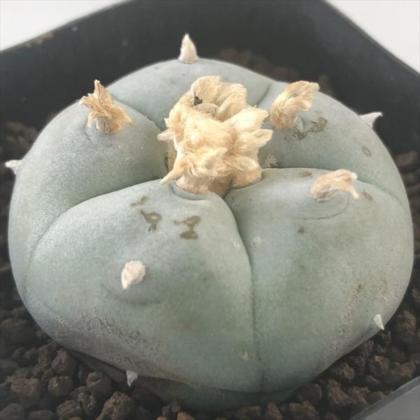 サボテン　ロホホラ　2株 13392_3.jpg