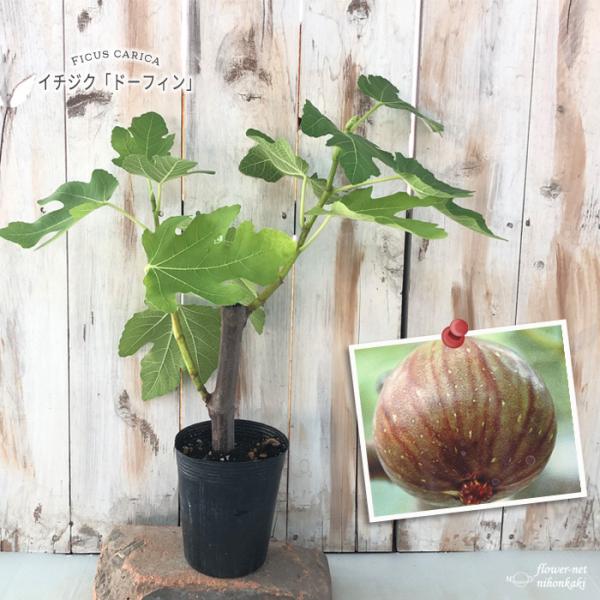 果実 鉢植え 生花の人気商品 通販 価格比較 価格 Com