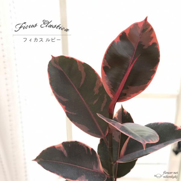 観葉植物 ゴムの木 4号の人気商品 通販 価格比較 価格 Com