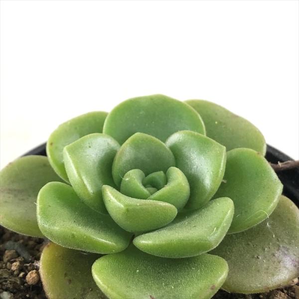 日本花キ流通 多肉植物 hmアエオニウム リリーパッド 多肉植物