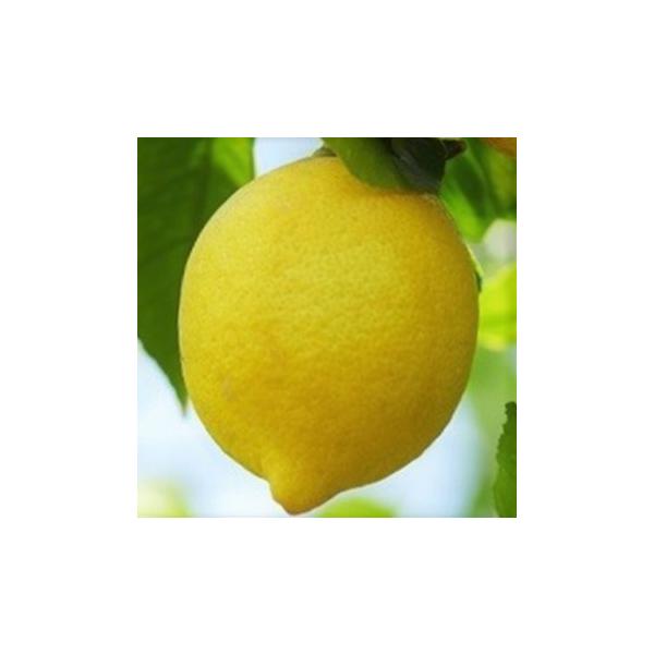 c er 13.5cm|bg  ̖ EG _k c  k ʎc ږؕc mri