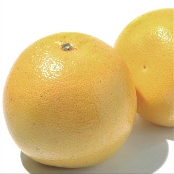 日本花キ流通 予約販売 グレープフルーツ 13.5cmポット 送料無料 苗木