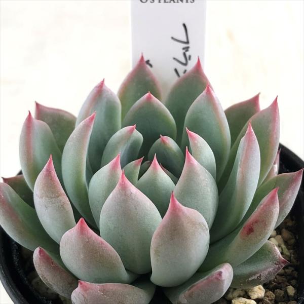 多肉植物 O'sエケベリア ブランデティ×ザラゴーサspノバ O's PLANTS