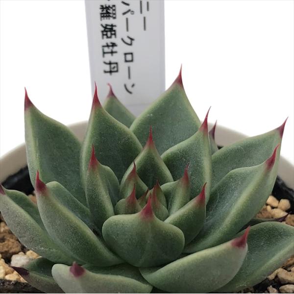 多肉植物 yukエケベリア エボニースーパークローン×沙羅姫牡丹 優木園