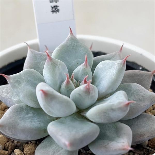 優木園 雪蜂 エケベリア 多肉植物 yukエケベリア 雪蜂 優木園さんの苗 送料無料 エケベリア 6cm