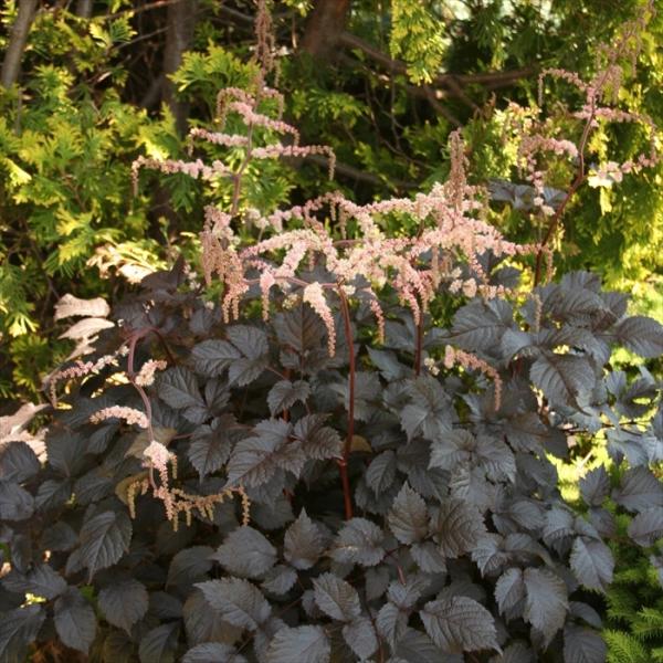 \̔ AX`x c `R[gV[O 9cm|bg o^i N K[fjO ԕc hc atm 11{ȍ~