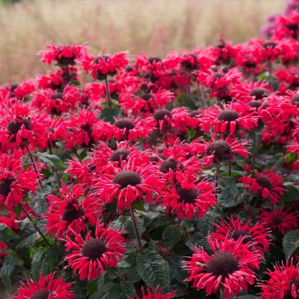 \̔ i_ c r[nbs[ 9cm|bg N K[fjO ԕc hc atm 11{ȍ~