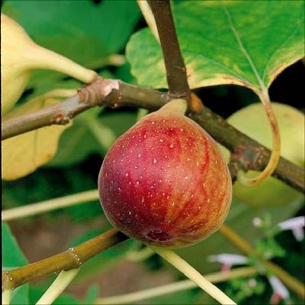 イチジク 苗 植木 盆栽の人気商品 通販 価格比較 価格 Com