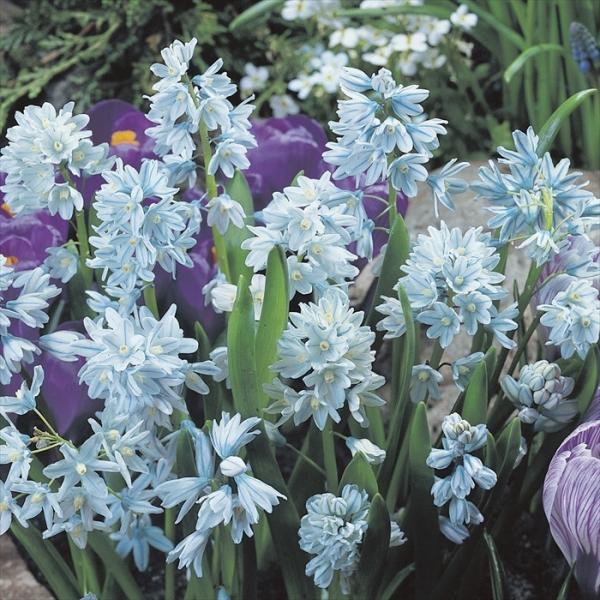予約販売 花の大和 球根 毎年花が咲く球根 プスキニア混合 10球