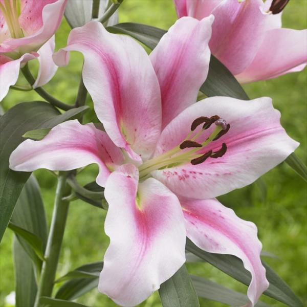 球根 ゆりの人気商品 通販 価格比較 価格 Com