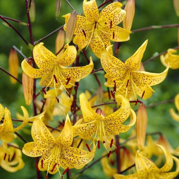 シャンデリアリリー球根 スー○ーさま確認用 Amazon.co.jp: シャンデリア リリー ピンクジャイアント 球根 2球 豪華