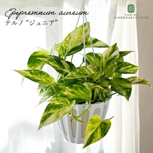 観葉植物 ポトス テルノ No.008 ジュニア 5号鉢 吊り鉢 吊り下げ