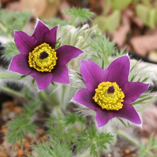 \̔ mILiOT c oCIbgx 9cm|bg N K[fjO ԕc hc atm 11{ȍ~