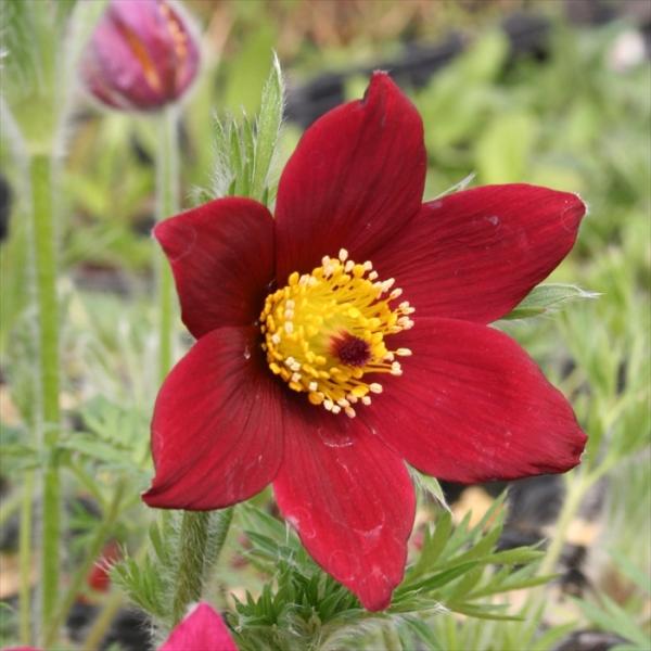 \̔ mILiOT c bhx 9cm|bg N K[fjO ԕc hc atm 11{ȍ~