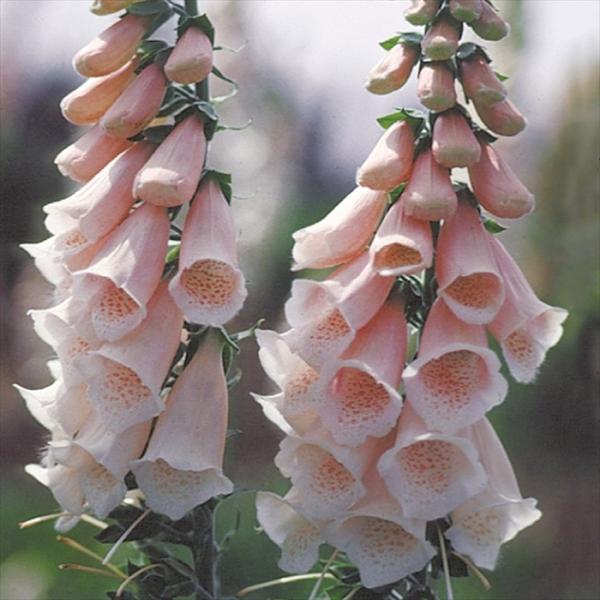 \̔ WM^Xp[vA c AvRbg 9cm|bg N K[fjO ԕc hc atm 11{ȍ~