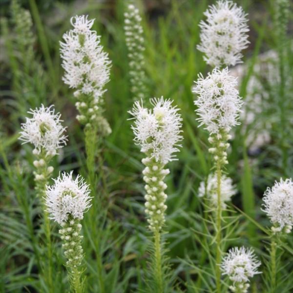 \̔ AgX c XsJ^ tX^zCg 9cm|bg N K[fjO ԕc hc atm 11{ȍ~