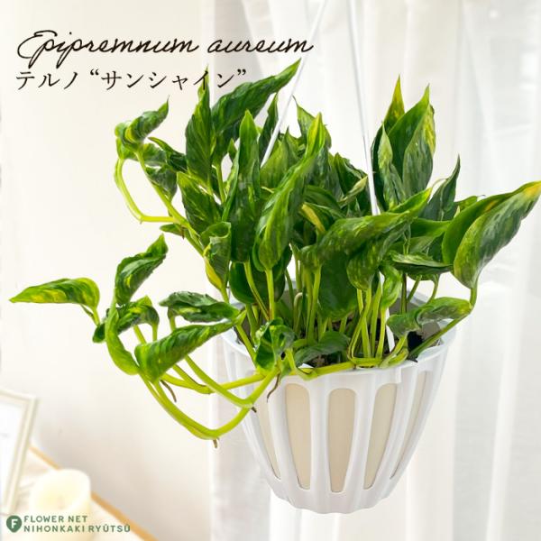 テルノ サンシャイン【特徴】とっても丈夫な観葉植物ポトス。種苗家の伊藤輝則氏が品種登録しているポトス「テルノシリーズ」。葉がひねったような個性的な形になります。【置き場所】室内の明るい場所で管理します。直射日光では葉焼けを起こしますので、レ...