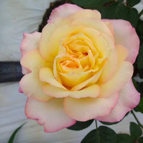 予約販売 バラ苗 バラ大苗 つるピース つるバラ 薔薇 ばら 黄色 troe 12月上旬以降発送 :z220715007:フラワーネット日本花キ流通 通販 予約販売 バラ苗 バラ大苗 サハラ98 つるバラ 薔薇 ばら 黄色 troe 12月上旬以降発送