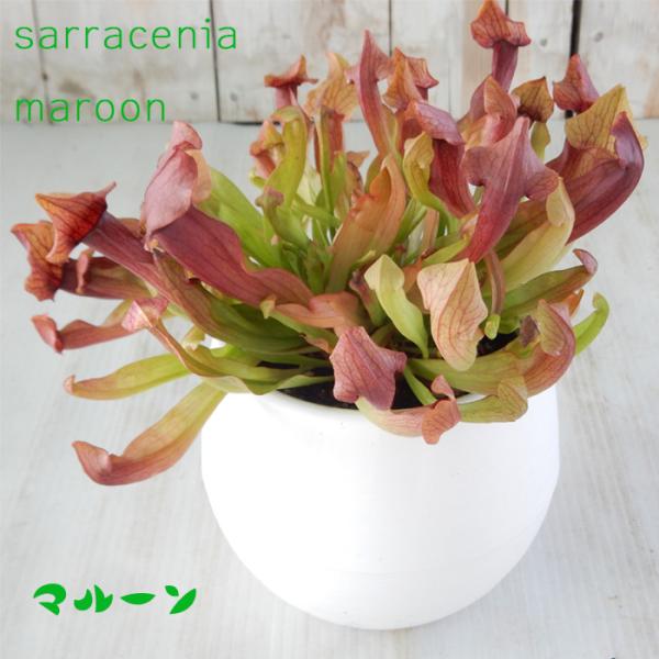 観葉植物 サラセニア 食虫植物 観葉植物の人気商品 通販 価格比較 価格 Com