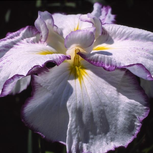 flower-net_z220727023