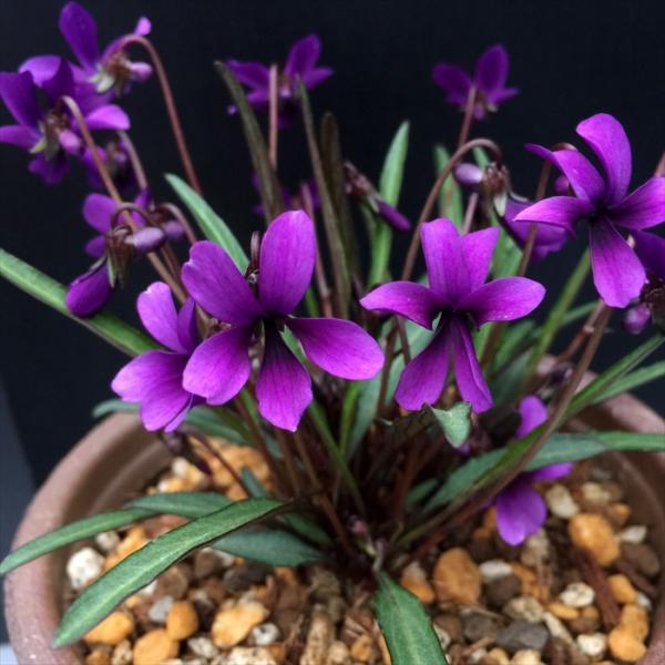 ホコバミョウジン（鉾葉明神菫）メタリックな濃い紫の花。鉾のようにとがった葉。花茎の赤。とてもシャープでスタイリッシュな印象のスミレです。【植え付け・置き場所】本来は冷涼な気候を好み、高温多湿を苦手とします。植え付けや鉢の置き場は、夏の直射日...