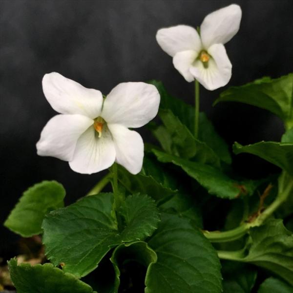 flower-net_z220728012