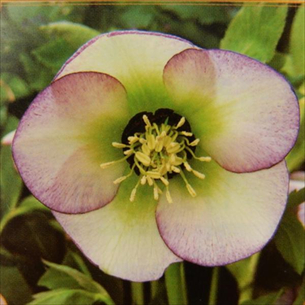 flower-net_z220802006