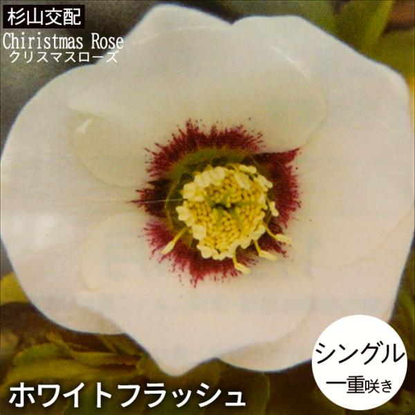 クリスマスローズ苗 シングル ホワイトフラッシュ 杉山交配 9cmポット