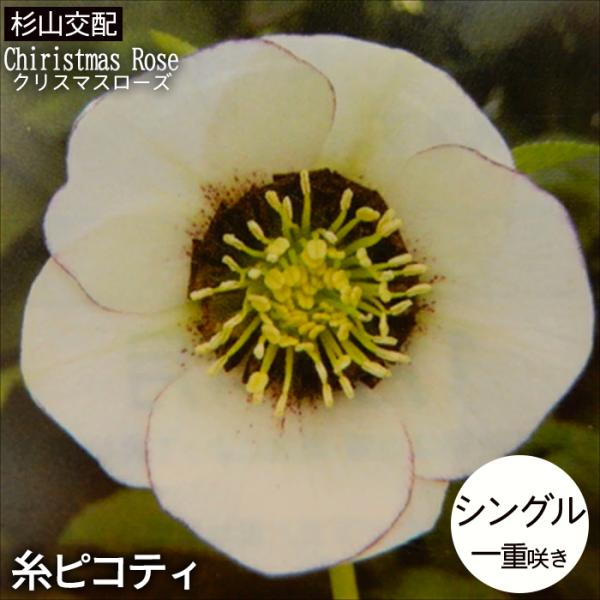 クリスマスローズ　シングル開花株1苗 ちび苗2苗 Amazon.co.jp: クリスマスローズ 