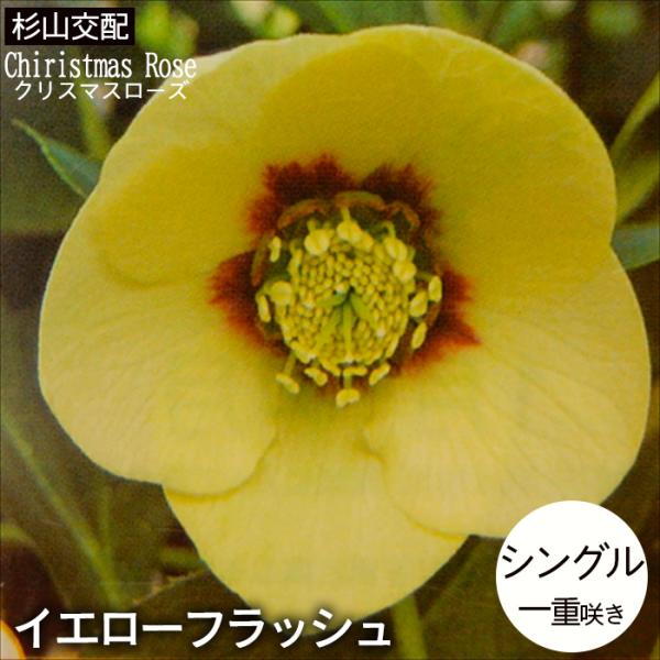 クリスマスローズ苗 シングル イエローフラッシュ 杉山交配 9cmポット
