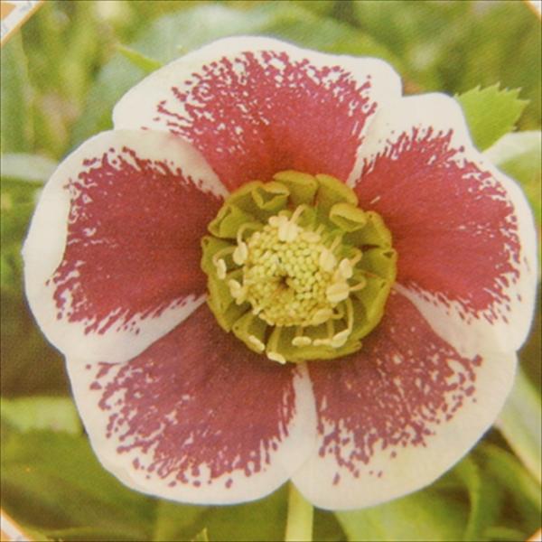 flower-net_z220802019 flower-net_z220802019