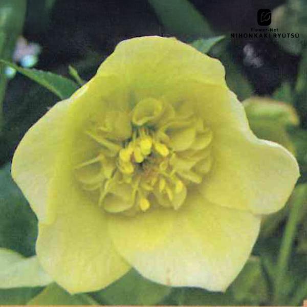 クリスマスローズ苗 セミダブル イエロー 杉山交配 9cmポット 宿根草