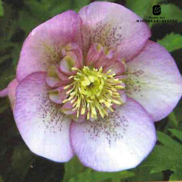 flower-net_z220802104