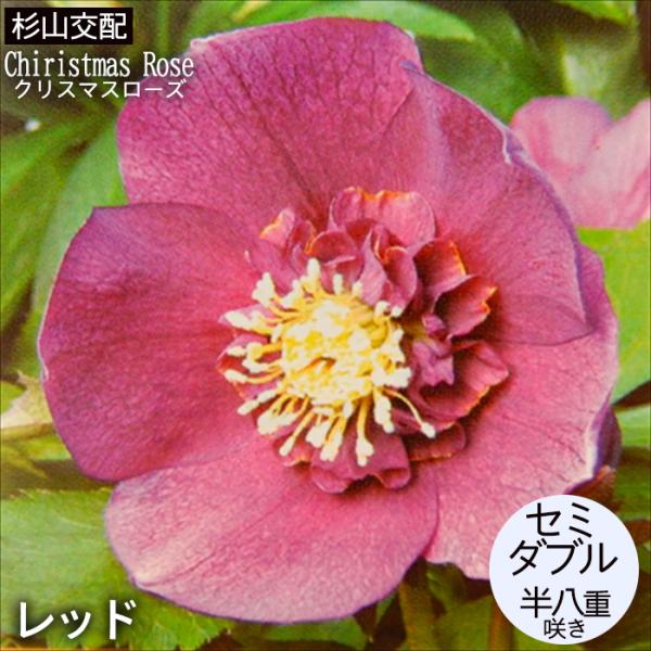 クリスマスローズ苗 セミダブル レッド 杉山交配 9cmポット 宿根草