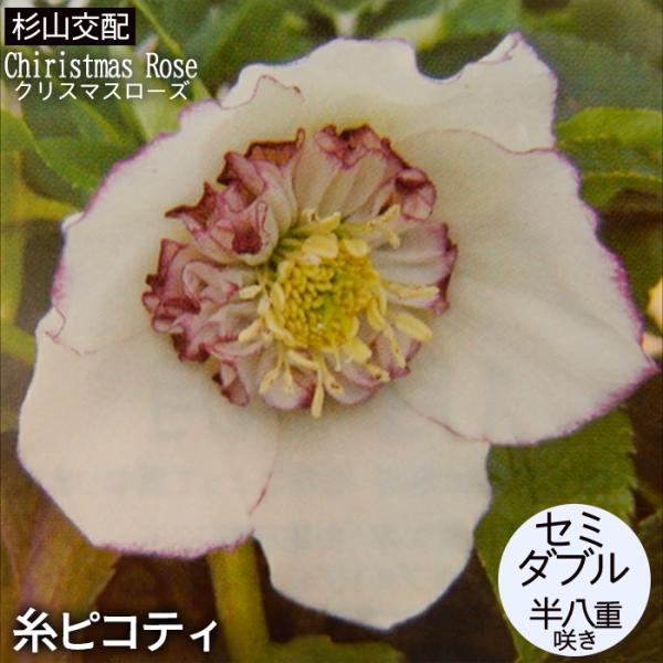クリスマスローズ苗 セミダブル 糸ピコティ 杉山交配 9cmポット 宿根草