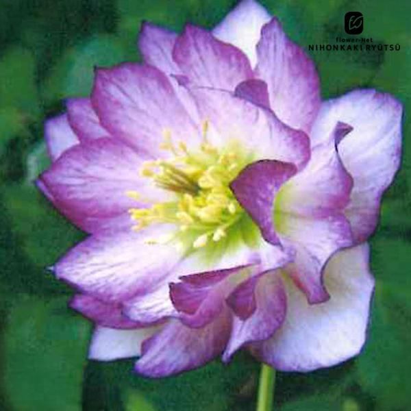 クリーム～ホワイト 淡ピコティ ダブル クリスマスローズ プリマ交配