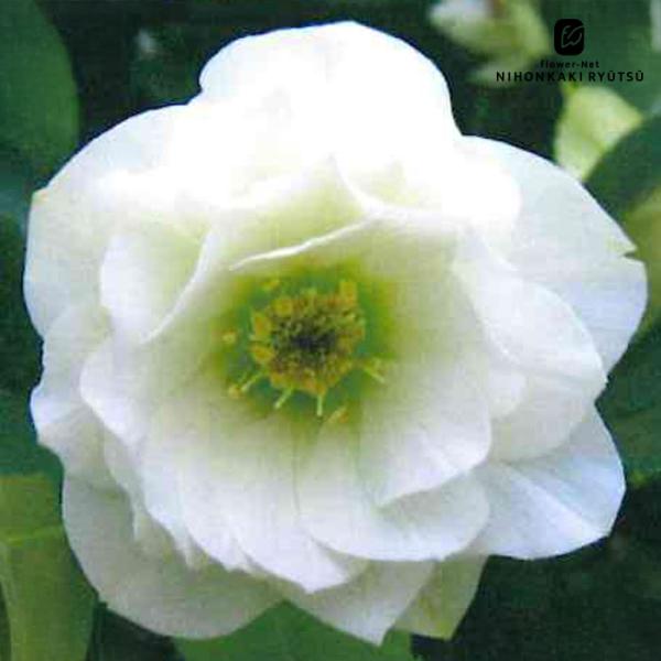 クリスマスローズ交配苗 クリスマスローズ苗 シングルバイカラー 杉山交配 9cmポット 宿根草