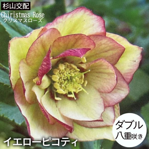 flower-net_z220802210