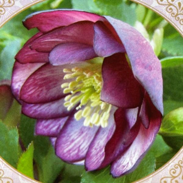 flower-net_z220802212