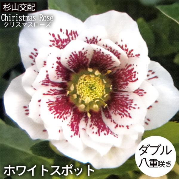 クリスマスローズ交配苗 クリスマスローズ苗 ダブル ホワイトスポット 杉山交配 9cmポット