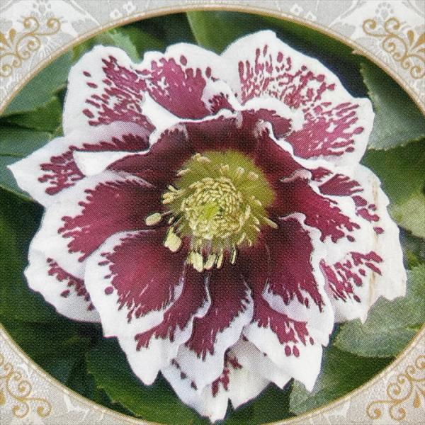 flower-net_z220802216