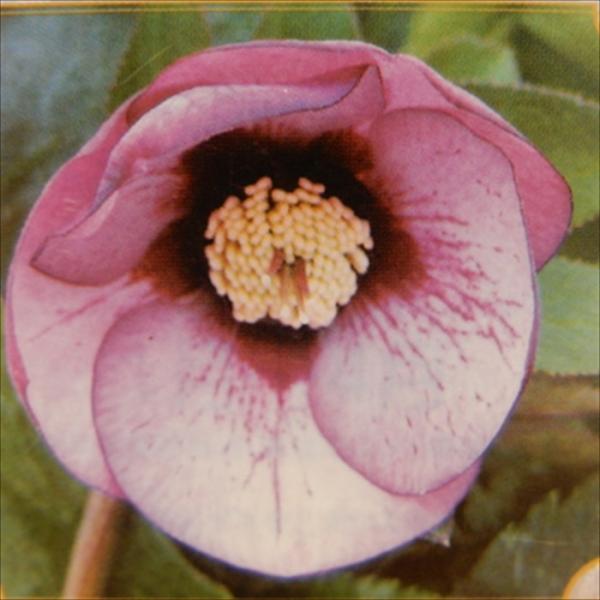 flower-net_z220802309